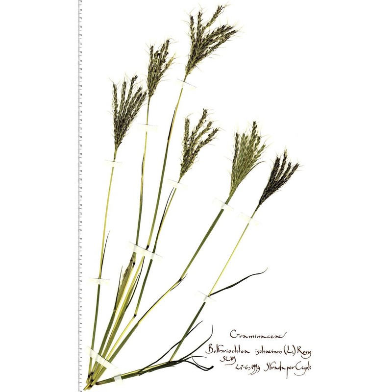 bothriochloa ischaemum (l.) keng