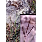 bothriochloa ischaemum (l.) keng