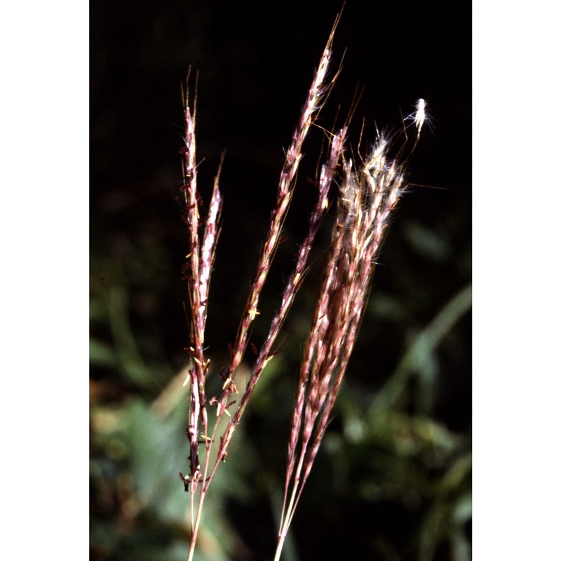 bothriochloa ischaemum (l.) keng