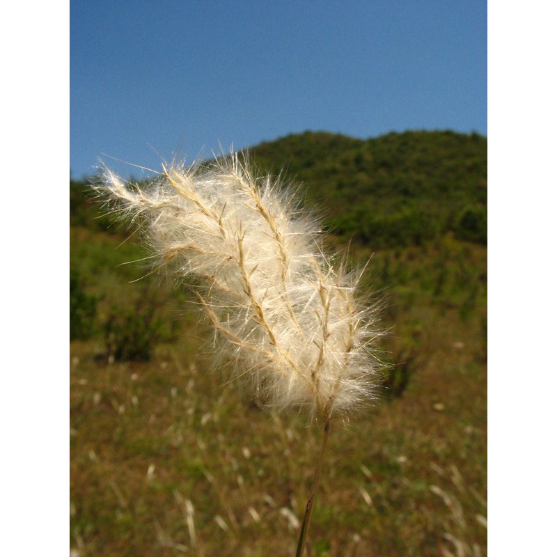 bothriochloa laguroides (dc.) herter