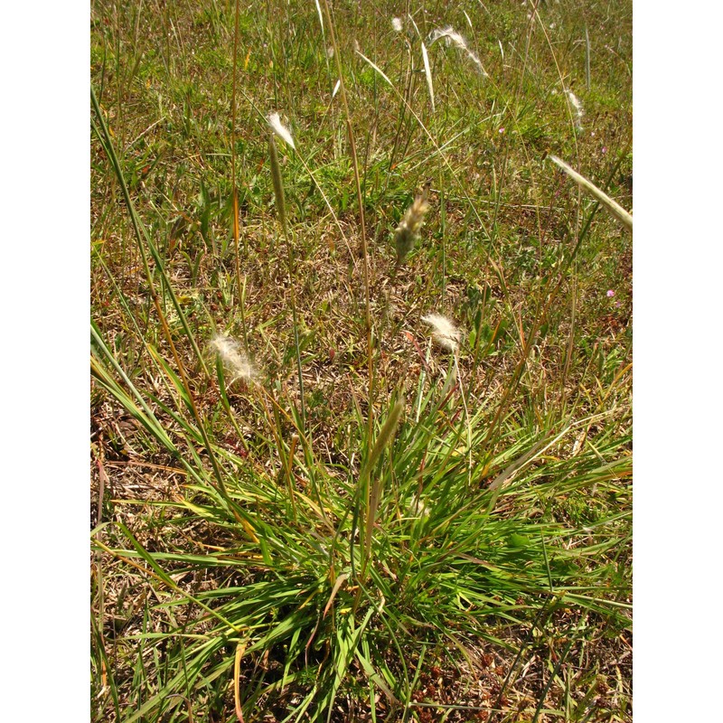 bothriochloa laguroides (dc.) herter