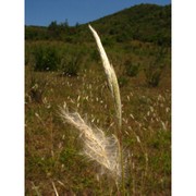 bothriochloa laguroides (dc.) herter