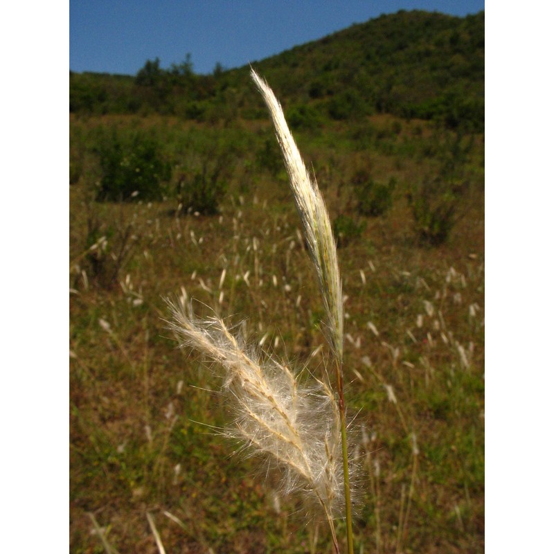 bothriochloa laguroides (dc.) herter