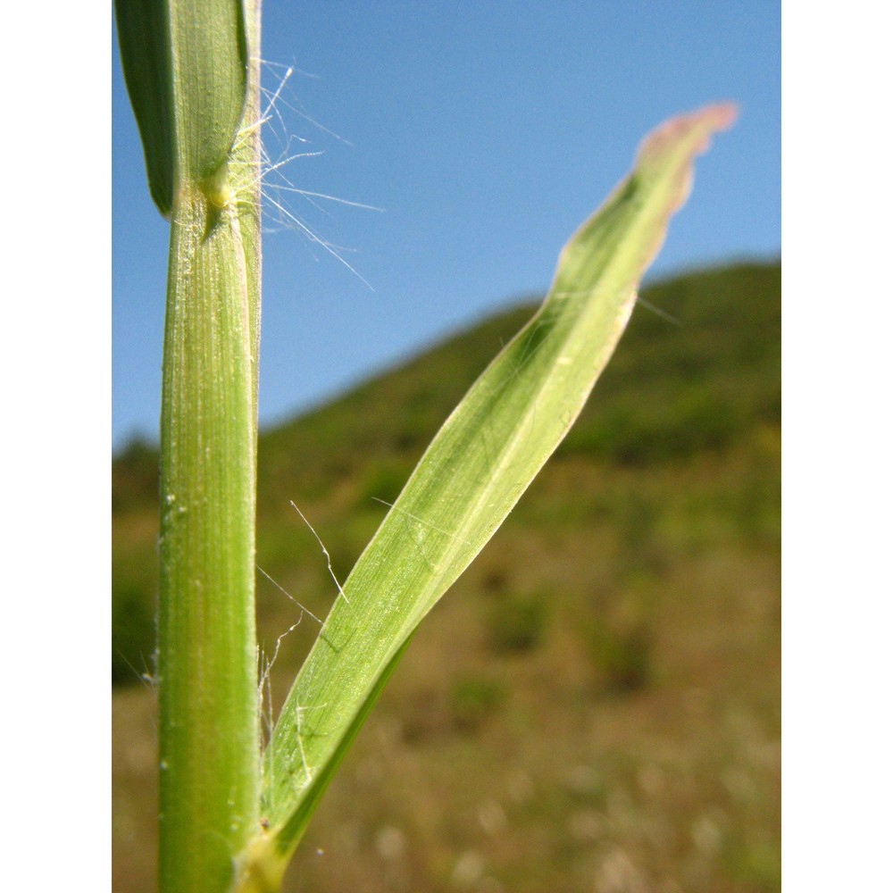 bothriochloa laguroides (dc.) herter