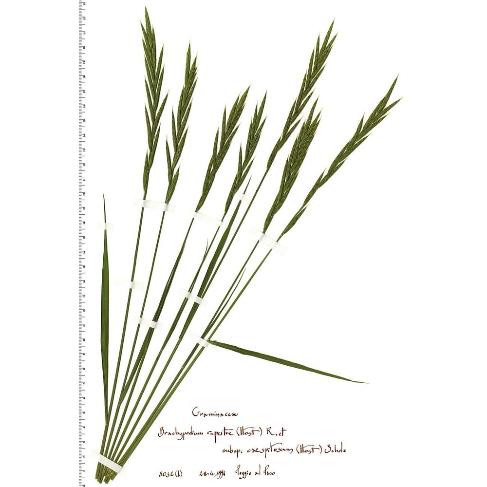 brachypodium cespitosum (host) roem. et schult.