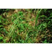 brachypodium glaucovirens (murb.) fritsch