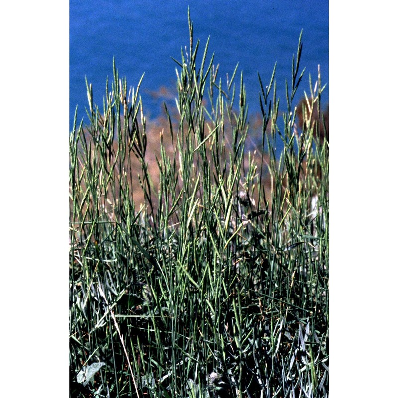 brachypodium phoenicoides (l.) roem. et schult.