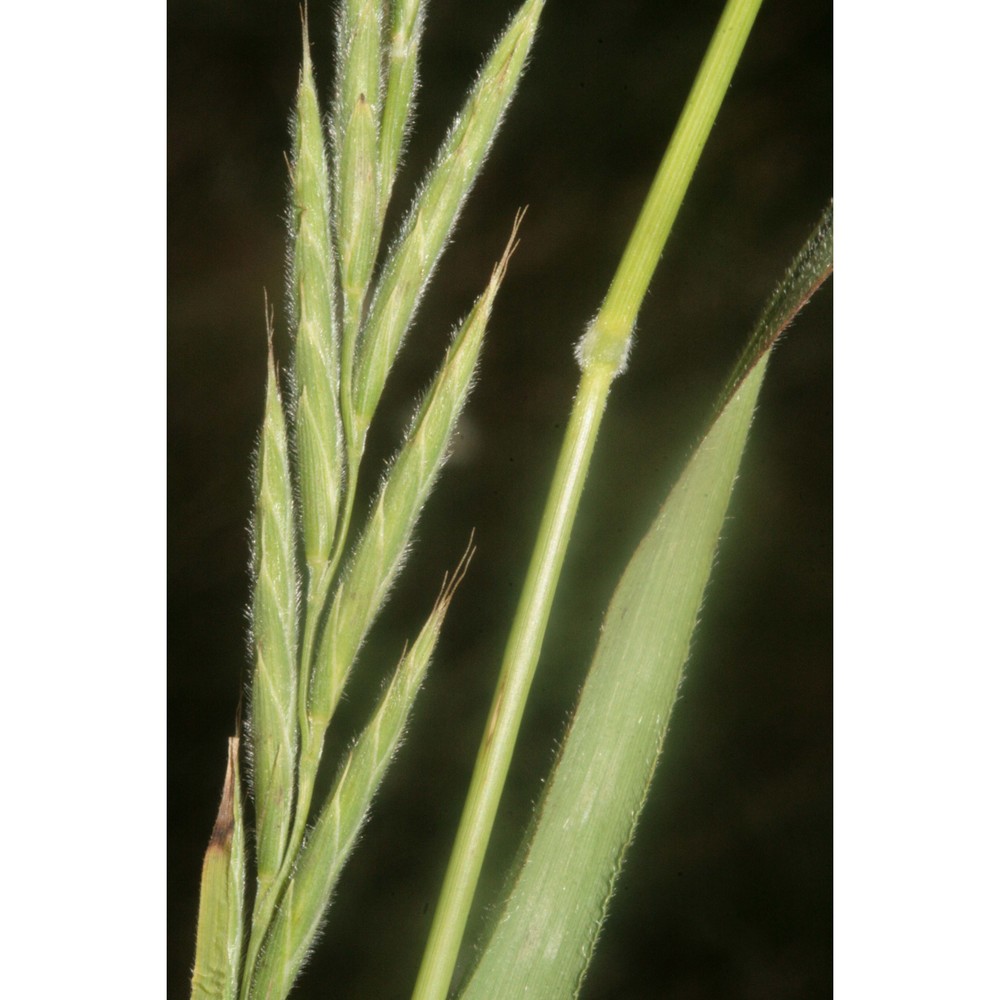 brachypodium pinnatum (l.) p. beauv.