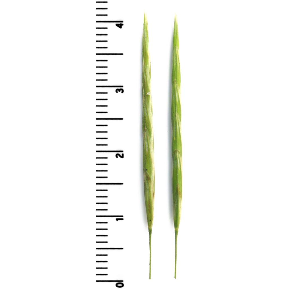 bromopsis inermis (leyss.) holub