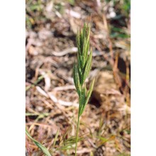 bromus alopecuros poir.