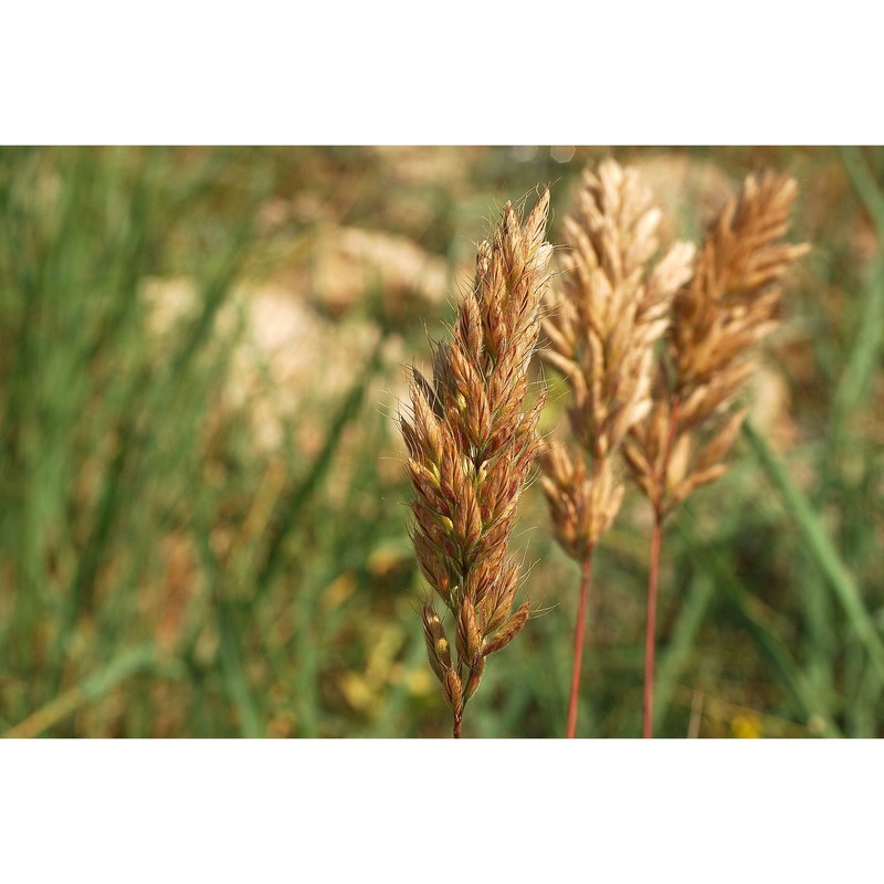 bromus alopecuros poir.