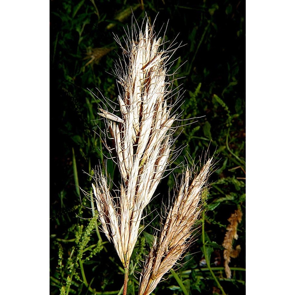 bromus alopecuros poir.