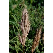 bromus alopecuros poir.