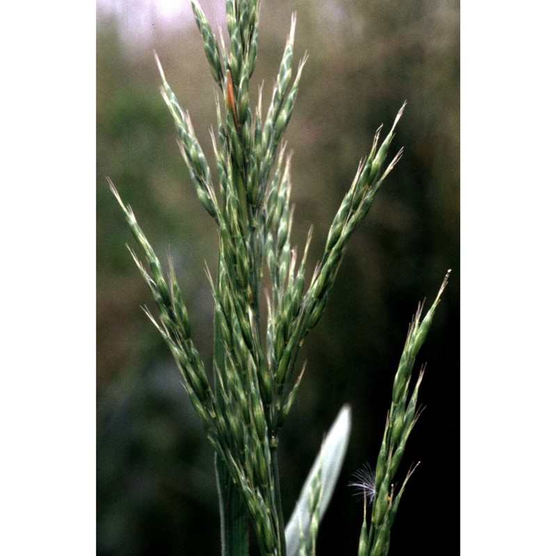 bromus commutatus schrad.