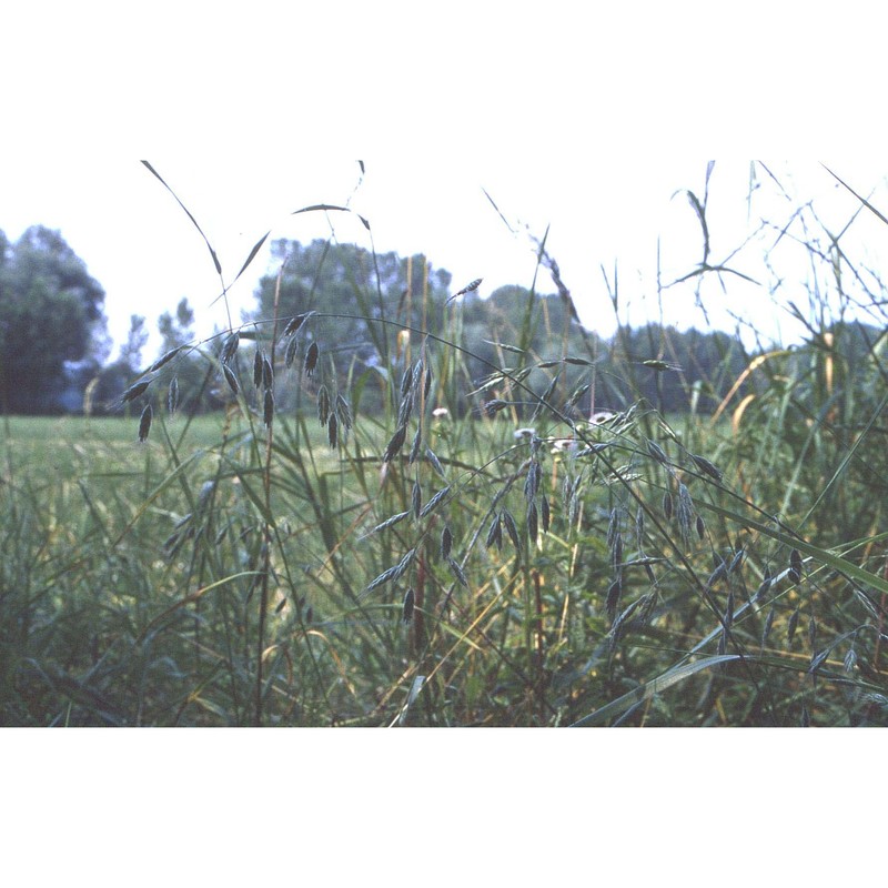 bromus commutatus schrad.