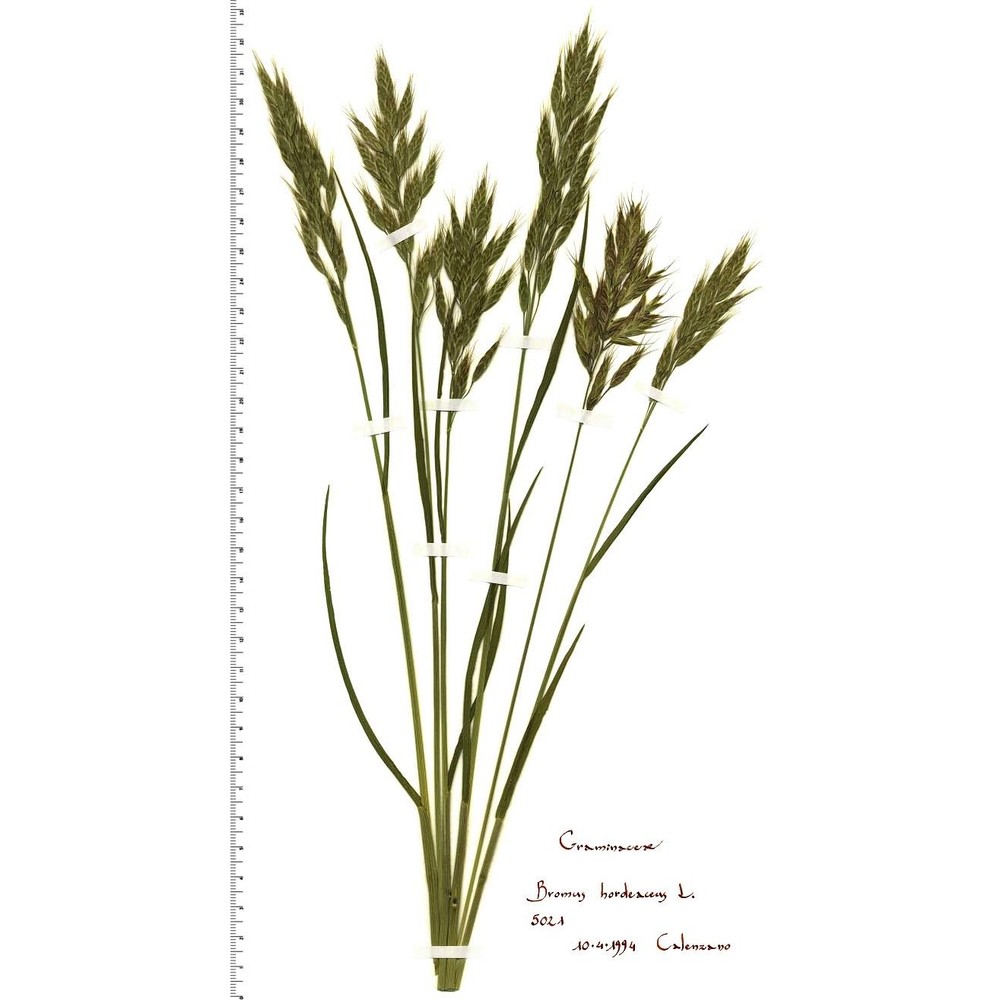 bromus hordeaceus l.