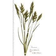 bromus hordeaceus l.