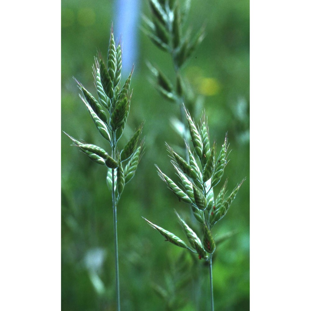 bromus hordeaceus l.