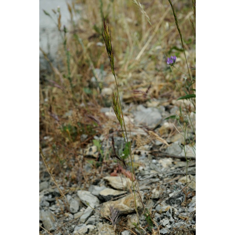 bromus intermedius guss.