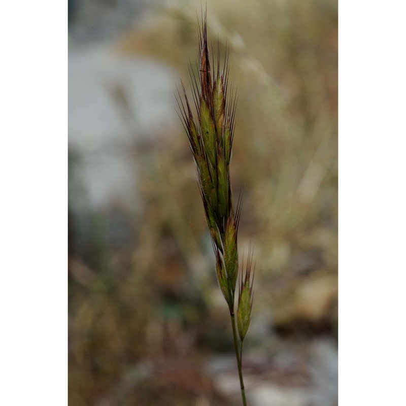 bromus intermedius guss.