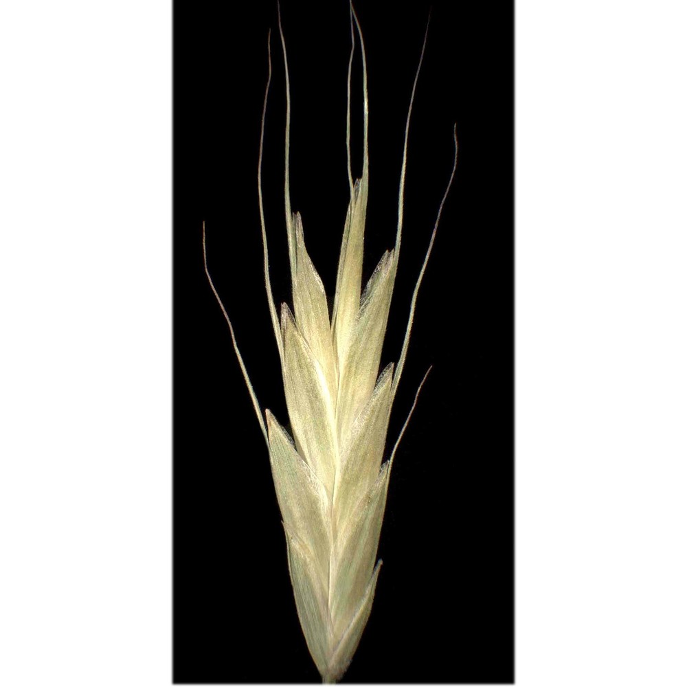 bromus japonicus thunb.