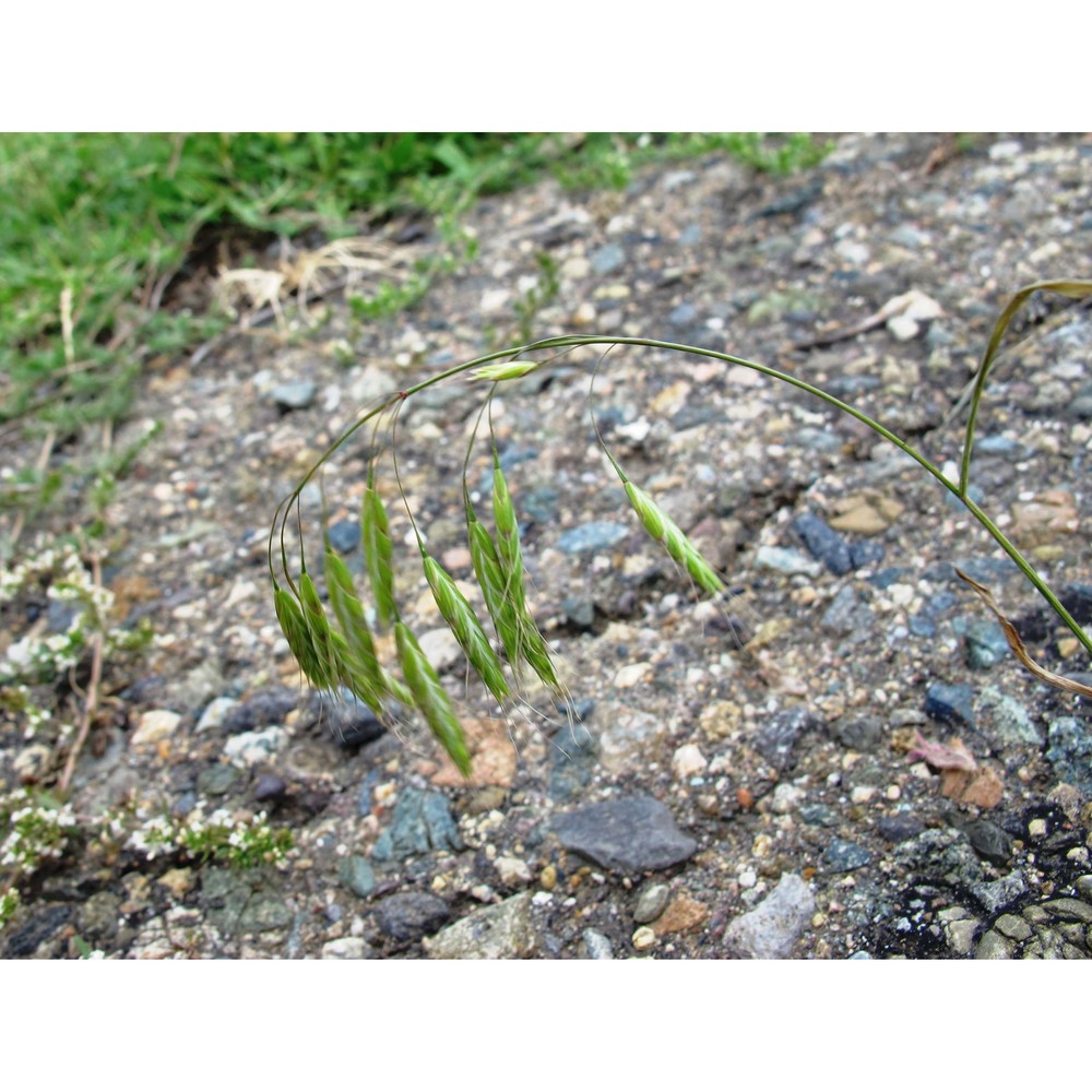 bromus japonicus thunb.