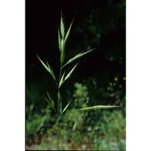 bromus lanceolatus roth