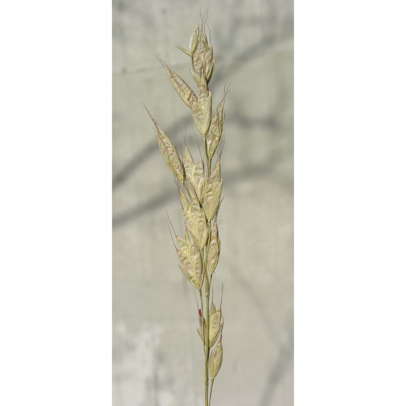 bromus racemosus l.