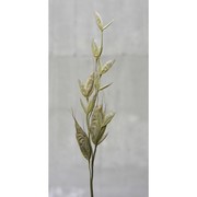 bromus racemosus l.