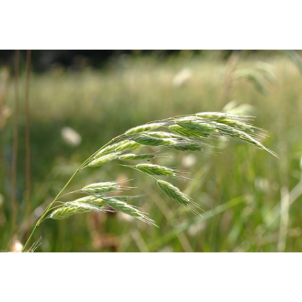 bromus racemosus l.