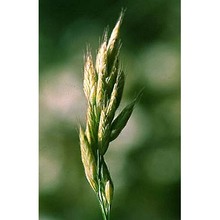 bromus scoparius l.