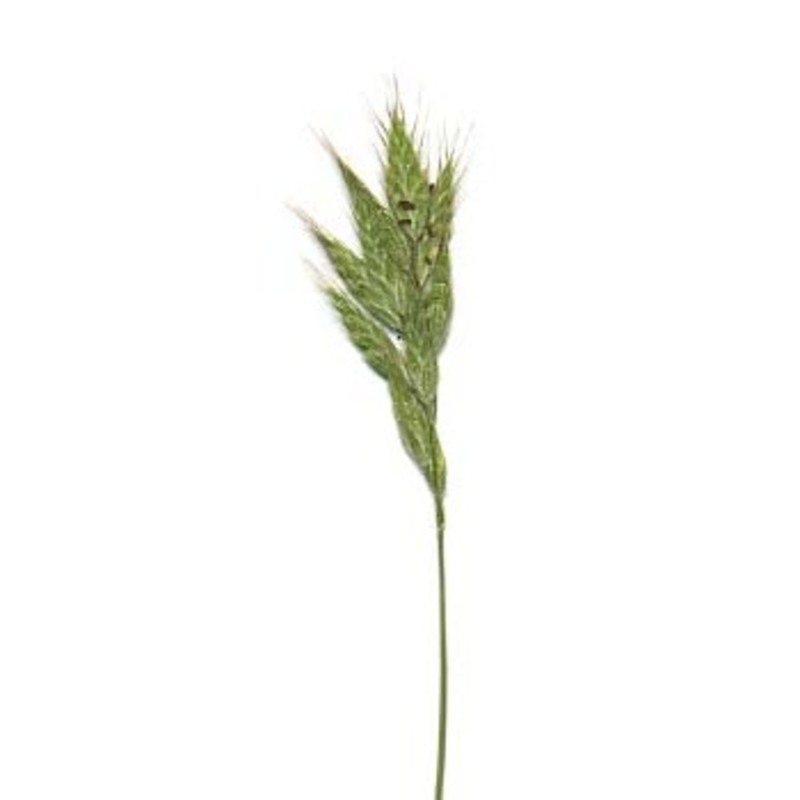 bromus scoparius l.