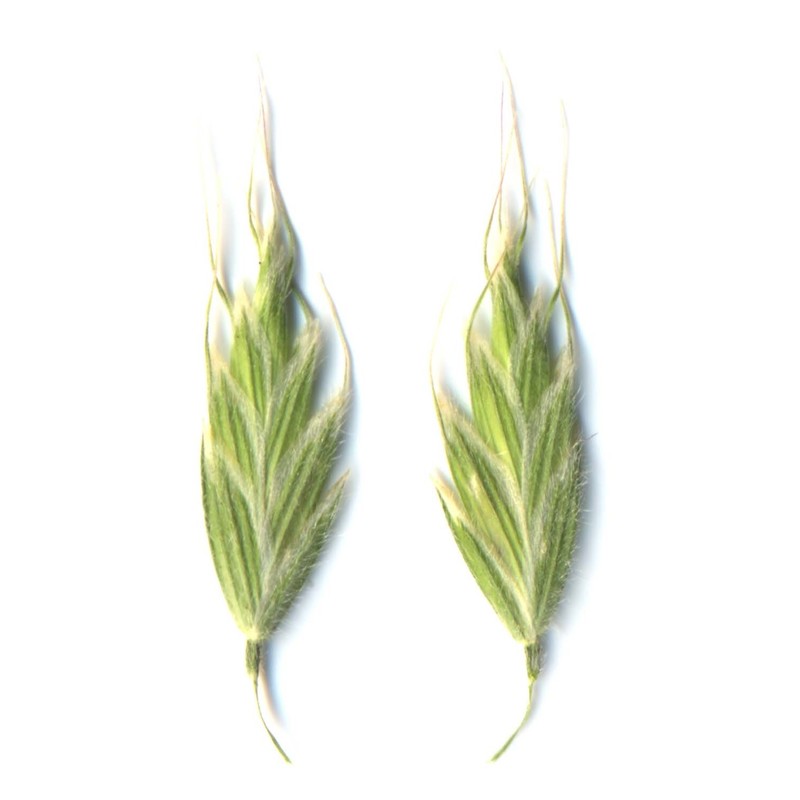 bromus scoparius l.