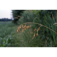 bromus secalinus l.