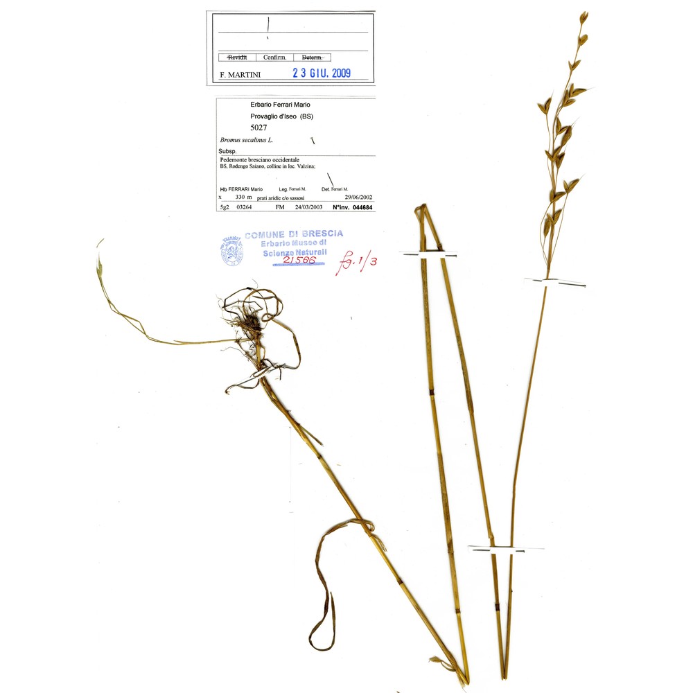 bromus secalinus l.