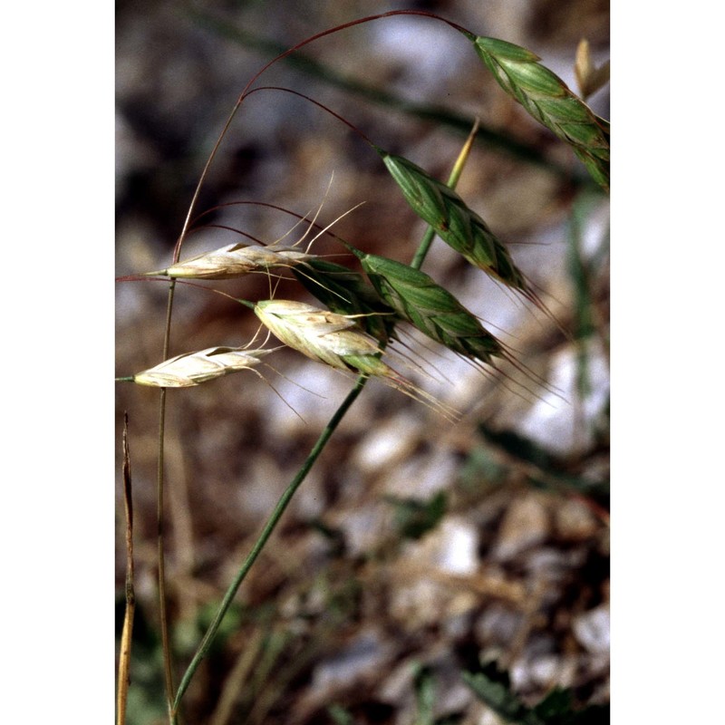 bromus squarrosus l.