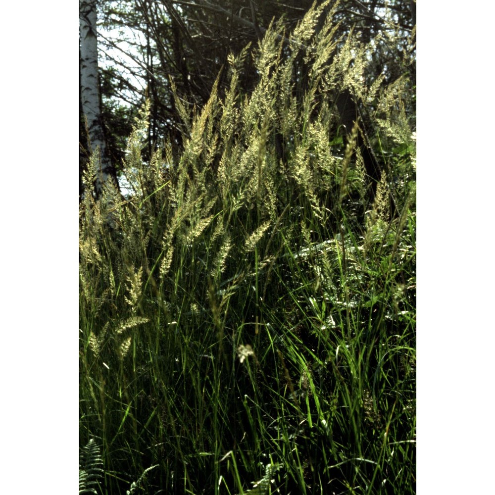 calamagrostis arundinacea (l.) roth