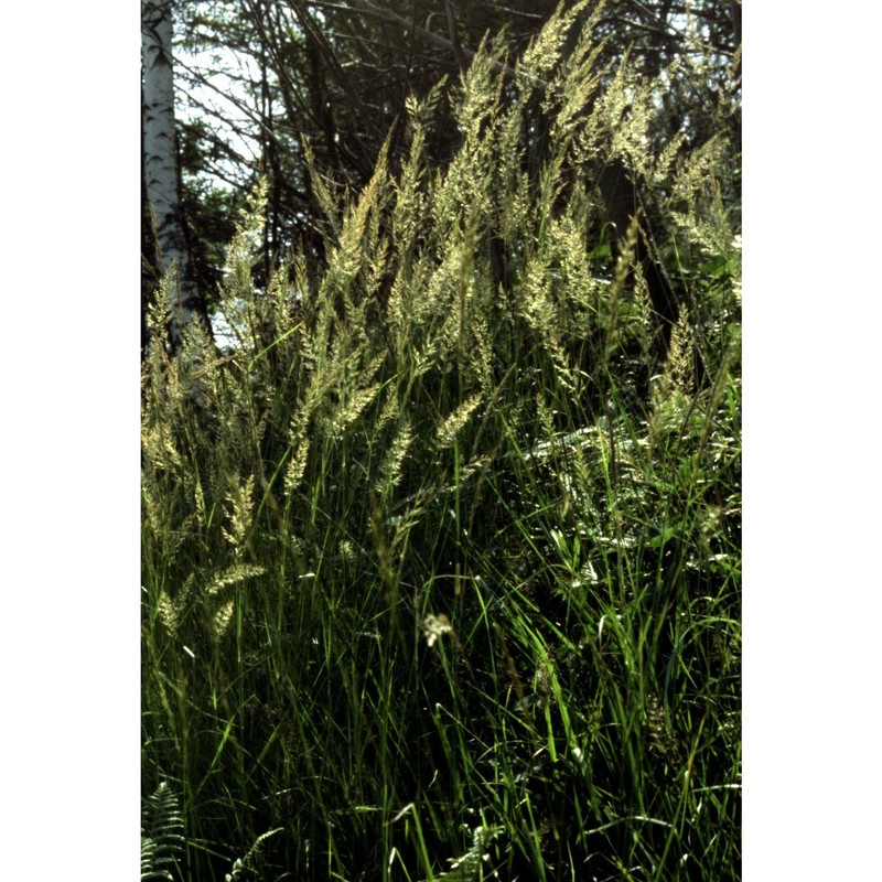 calamagrostis arundinacea (l.) roth