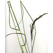 calamagrostis canescens (weber) roth