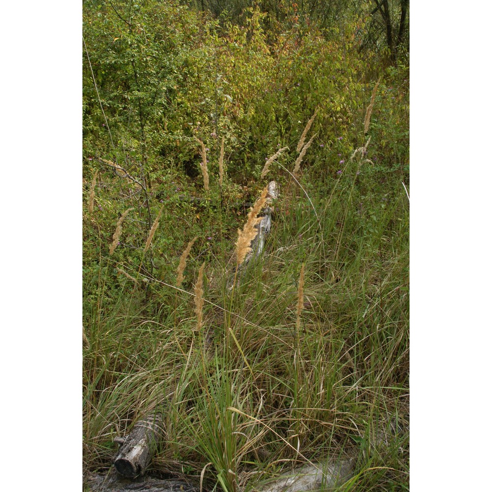 calamagrostis epigejos (l.) roth