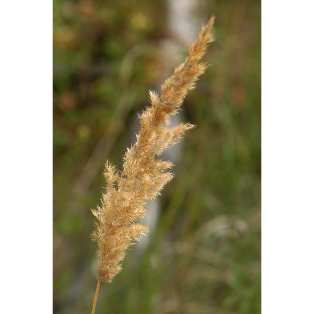 calamagrostis epigejos (l.) roth