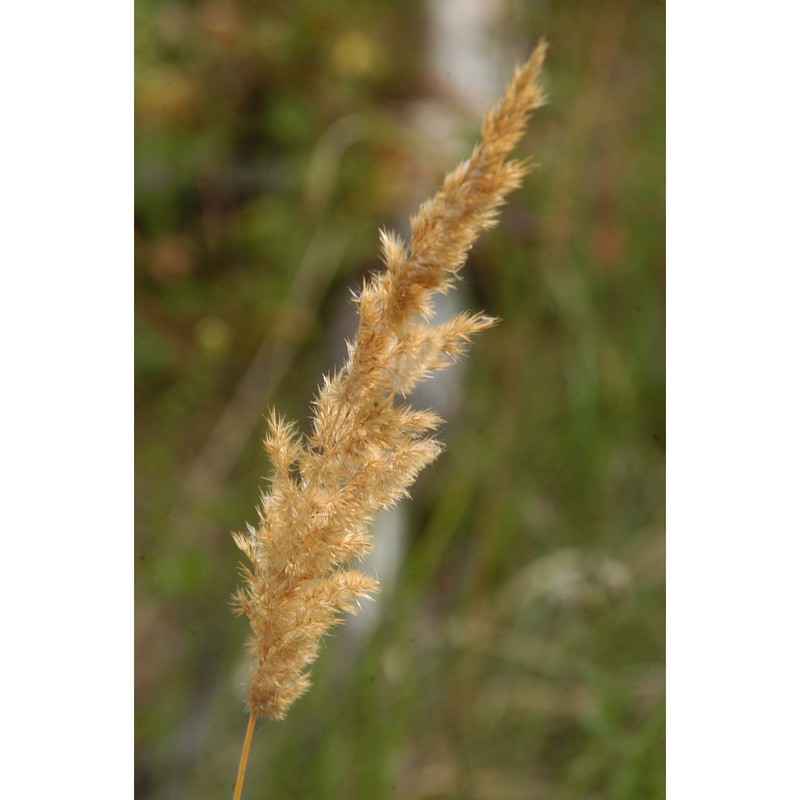 calamagrostis epigejos (l.) roth