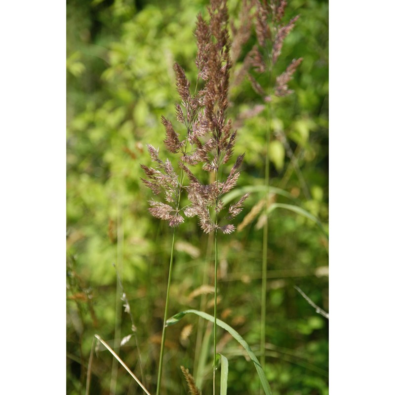 calamagrostis epigejos (l.) roth