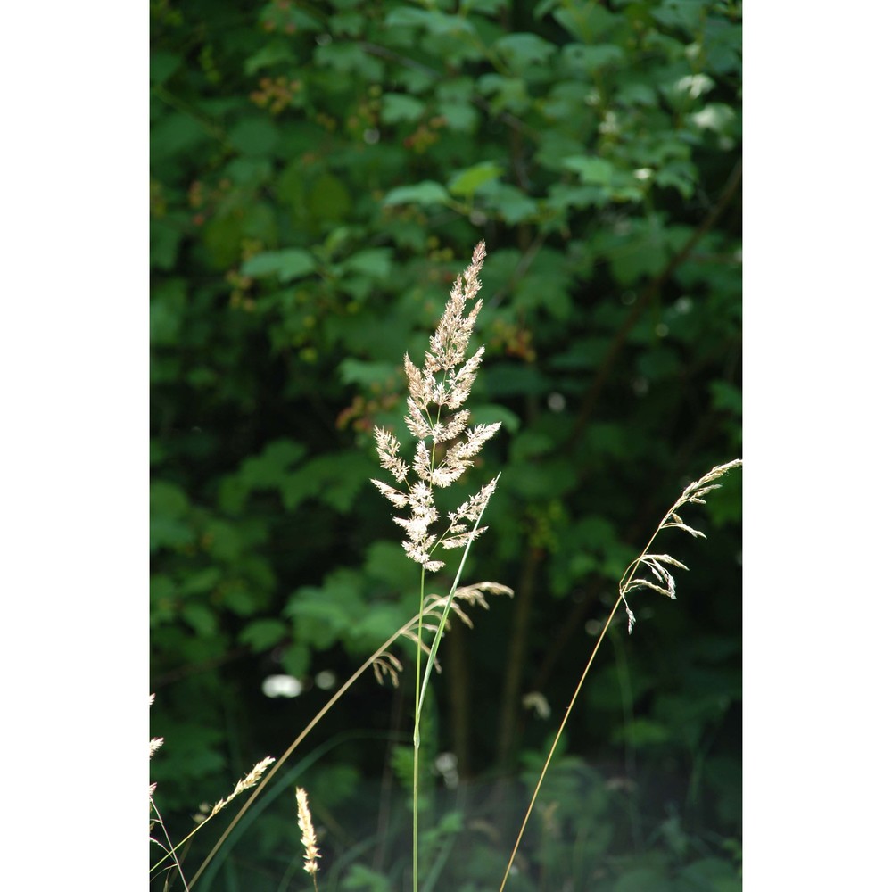 calamagrostis epigejos (l.) roth