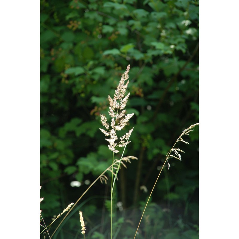 calamagrostis epigejos (l.) roth