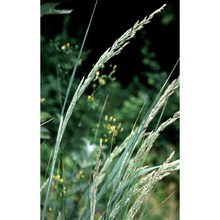 calamagrostis pseudophragmites (haller fil.) koeler