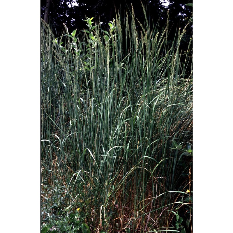 calamagrostis pseudophragmites (haller fil.) koeler