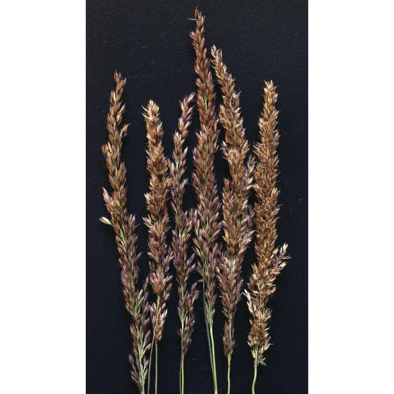 calamagrostis varia (schrad.) host