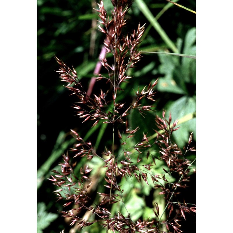 calamagrostis villosa (chaix) j. f. gmel.