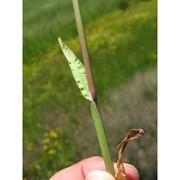 catabrosa aquatica (l.) p. beauv.